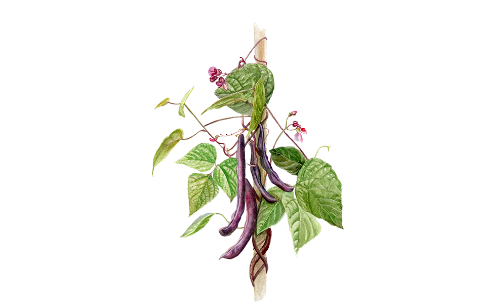 Illustration Stagenbohne