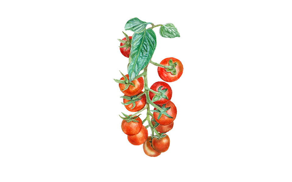 Cocktailtomate ‘Primabella’