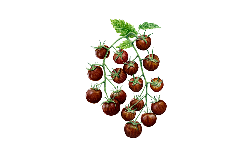 Illustration Cocktailtomate "Black Cherry"
