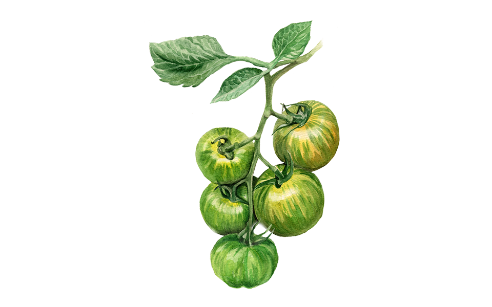 Illustration Salattomate "Green Zebra"