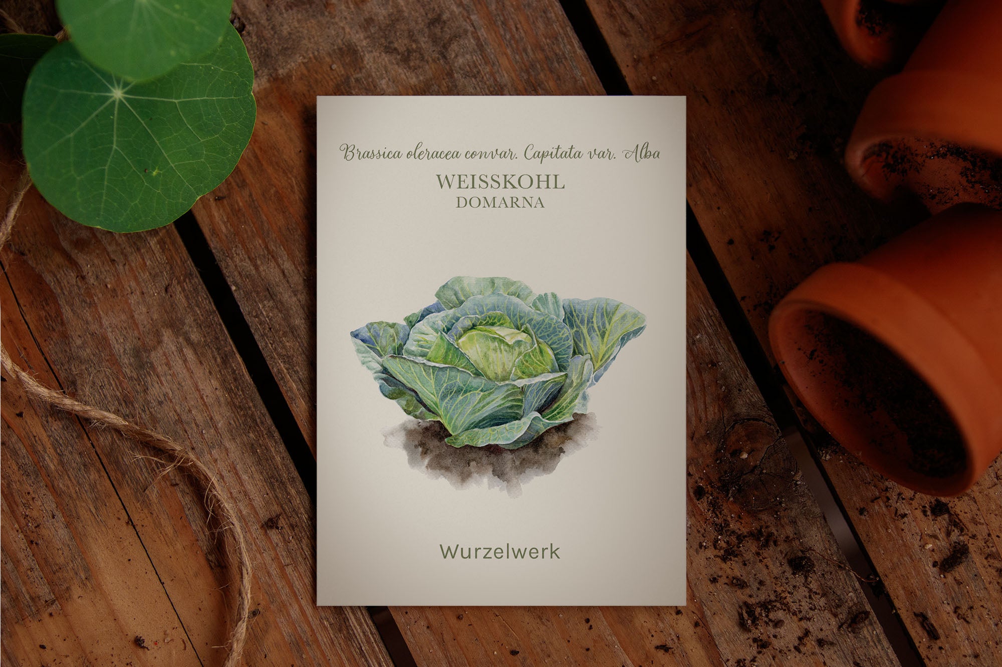 Saatguttütchen Weisskohl "Domarna"