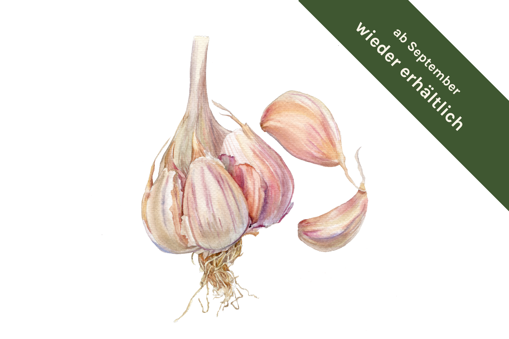 Pflanzknoblauch ‘Ljubascha’: Bio-Pflanzgut aus Erhaltungsanbau