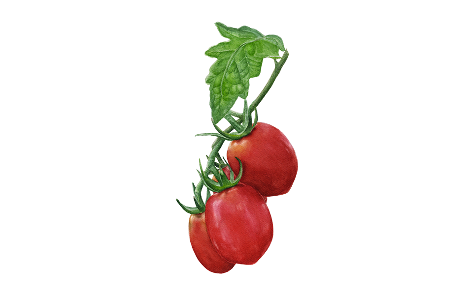 Illustration Wintertomate "Toscana"