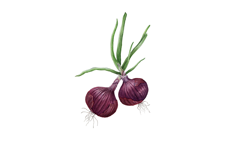 Illustration Zwiebel "Robelja"
