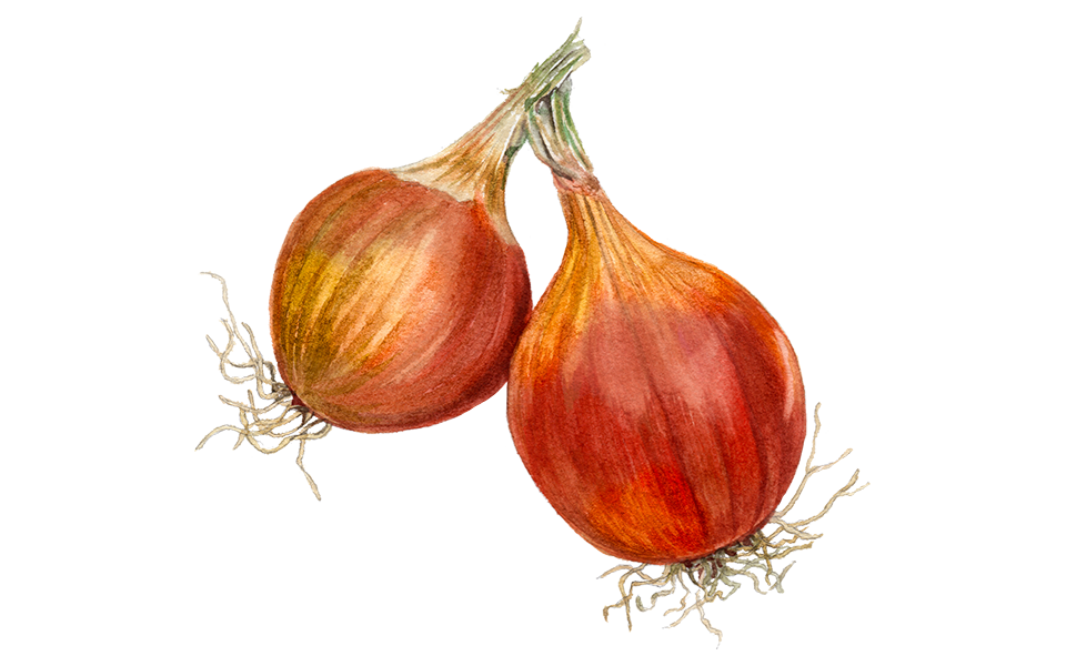 Illustration Zwiebel "Rijnsburger 5/Bingo"