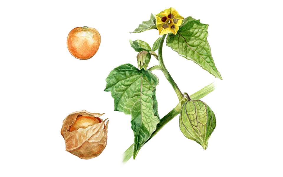 Illustration Physalis "Dulceria"