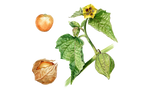 Illustration Physalis "Dulceria"
