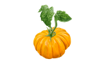 Illustration Ananastomate