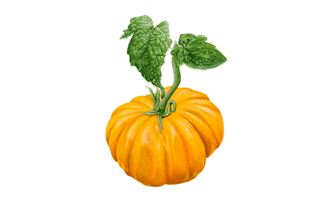Fleischtomate 'Ananas'