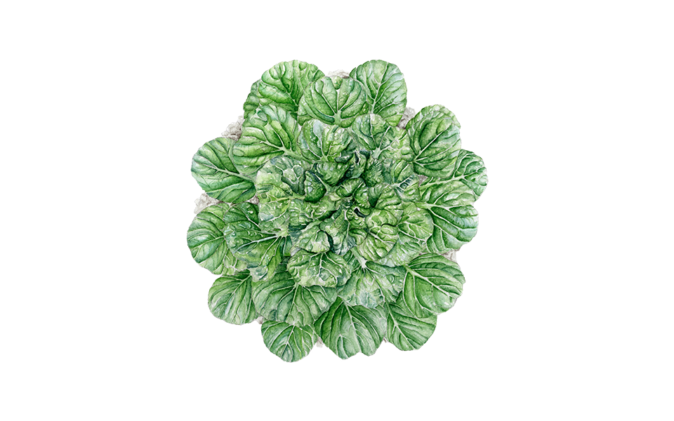 Illustration Asiatischer Blattsenf "Tatsoi"
