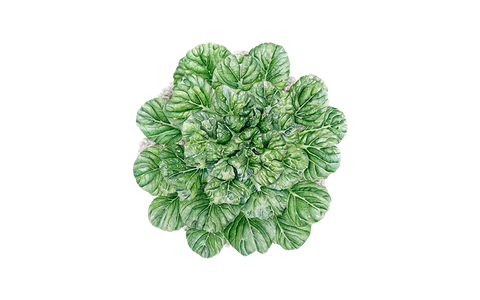 Asiatischer Blattsenf 'Tatsoi'