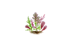 Illustration Asiasalat Mischung