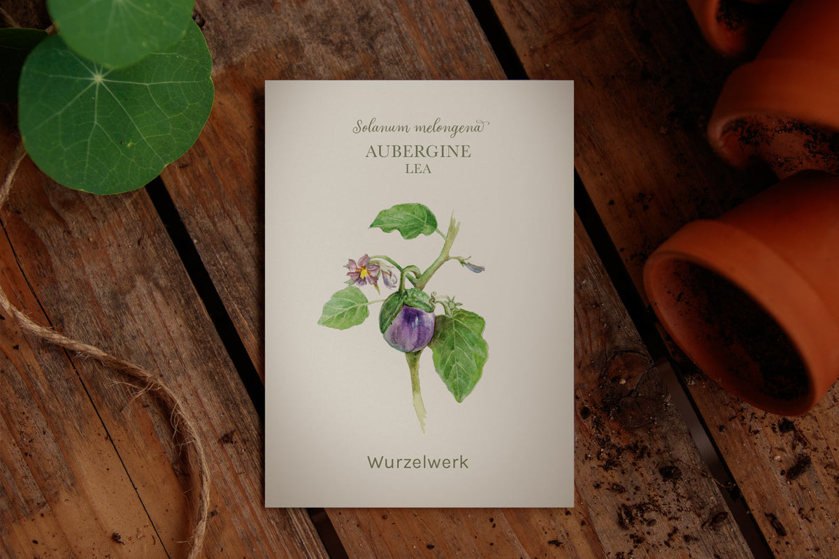 Saatguttütchen Aubergine "Lea"