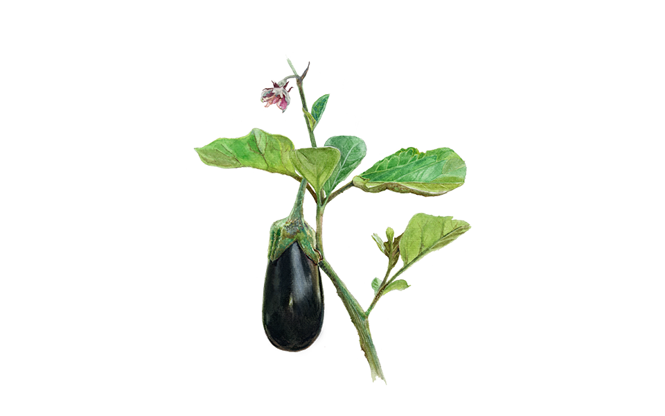 Illustration Aubergine "De Barbentane"