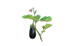 Illustration Aubergine "De Barbentane"