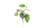 Illustration Aubergine "Lea"