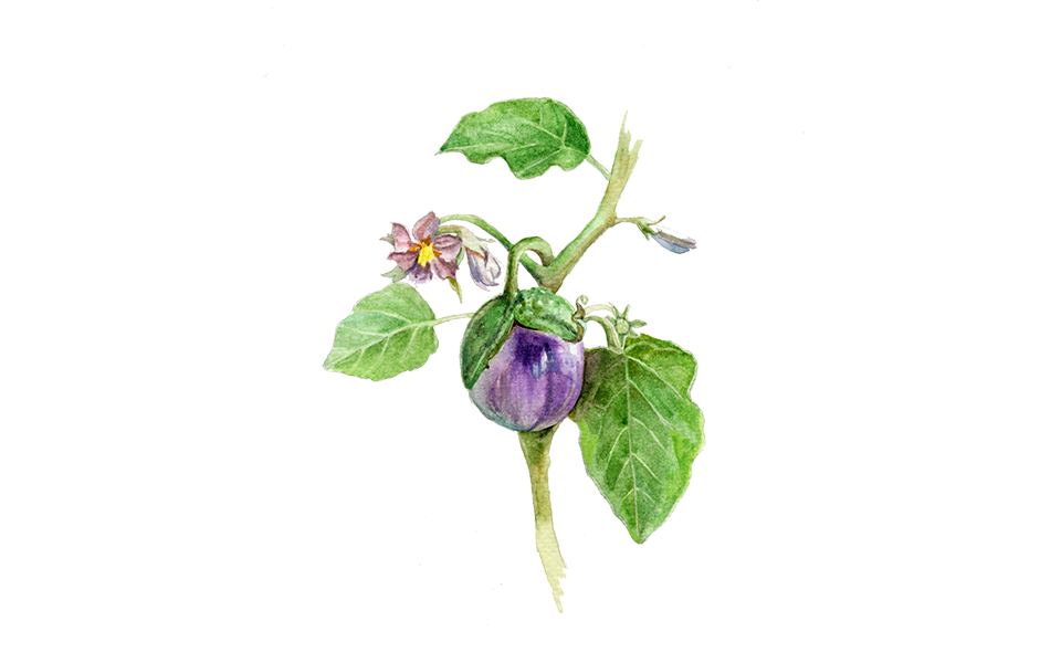 Illustration Aubergine "Lea"