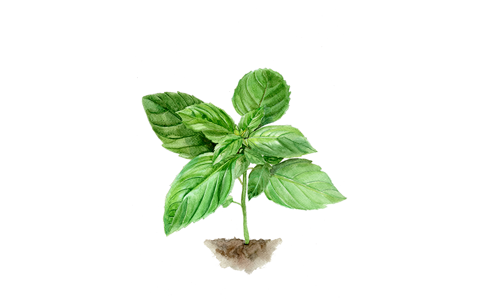 Illustration Basilikum