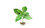 Illustration Basilikum