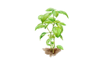 Illustration Basilikum "Grossblättrig"
