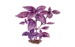 Illustration Basilikum "rotblattrig"