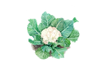 Illustration Blumenkohl