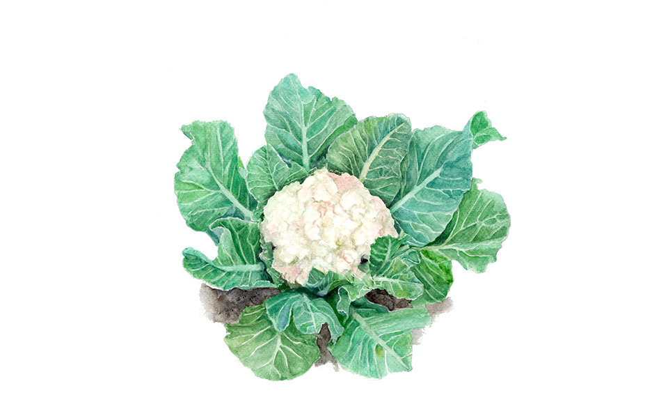 Illustration Blumenkohl