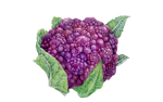 Blumenkohl "Di Sicilia violetto"