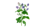 Illustration Borretsch