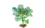 Illustration Brokkoli