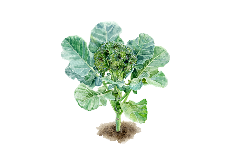 Brokkoli ‘Calinaro’, 5er Set Bio-Jungpflanzen