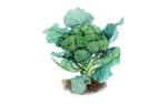 Illustration Brokkoli "Ramosco Calabrese"