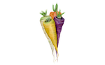 Illustration "Bunte Karottenmischung"