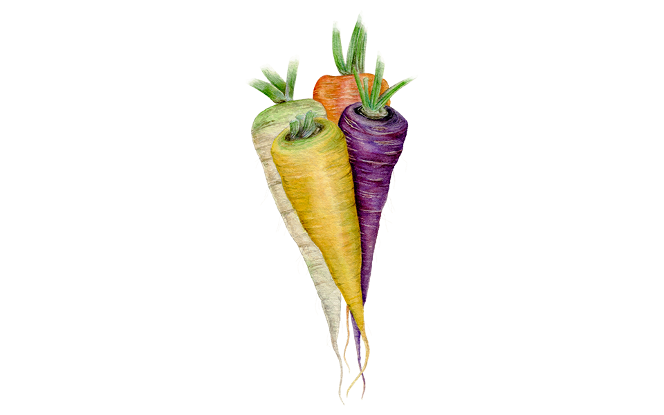 Illustration "Bunte Karottenmischung"
