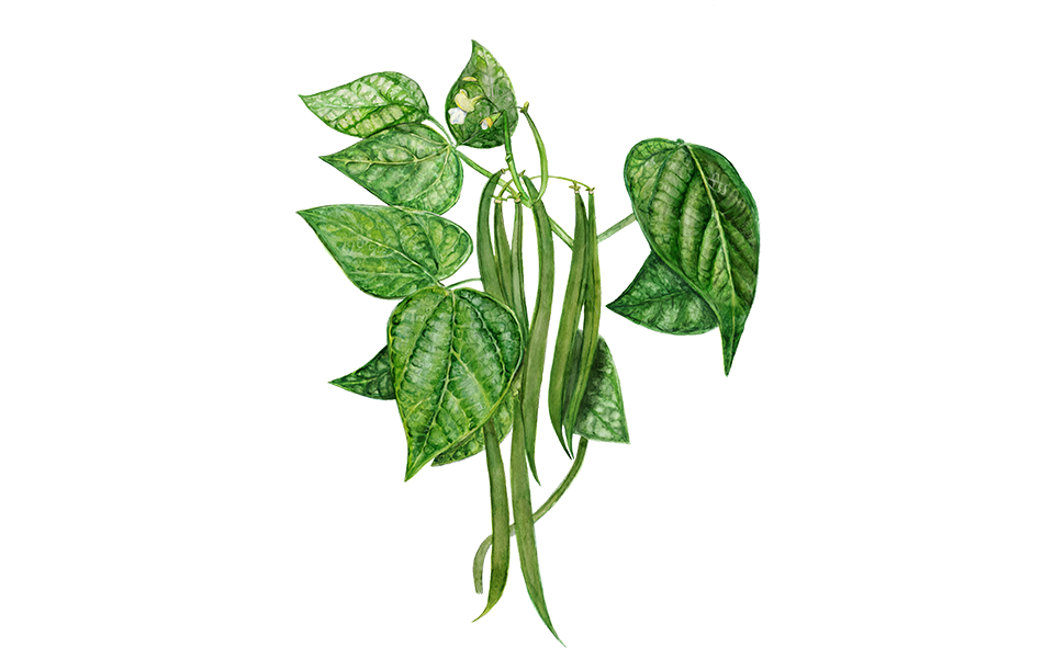 Buschbohne 'Marona'