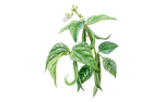 Illustration Buschbohne "Caruso"