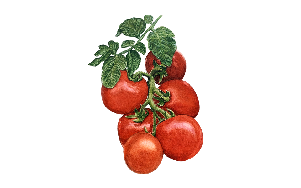 Illustration Buschtomate "Rotkäppchen"