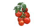 Illustration Buschtomate "Rotkäppchen"