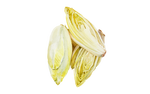 Illustration Chicoree "Etardo"