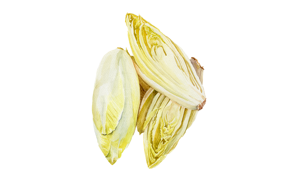 Illustration Chicoree "Etardo"