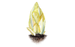 Illustration Chicoree "Macun"