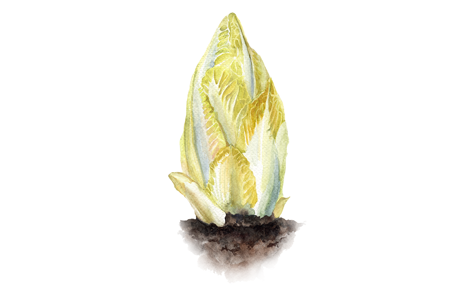 Illustration Chicoree "Macun"