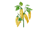 Illustration Chili "Lemon Drop"