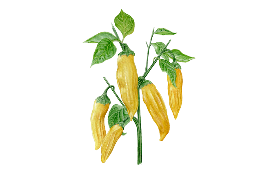 Illustration Chili "Lemon Drop"
