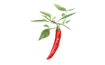 Illustration Chilli "De Cayenne"