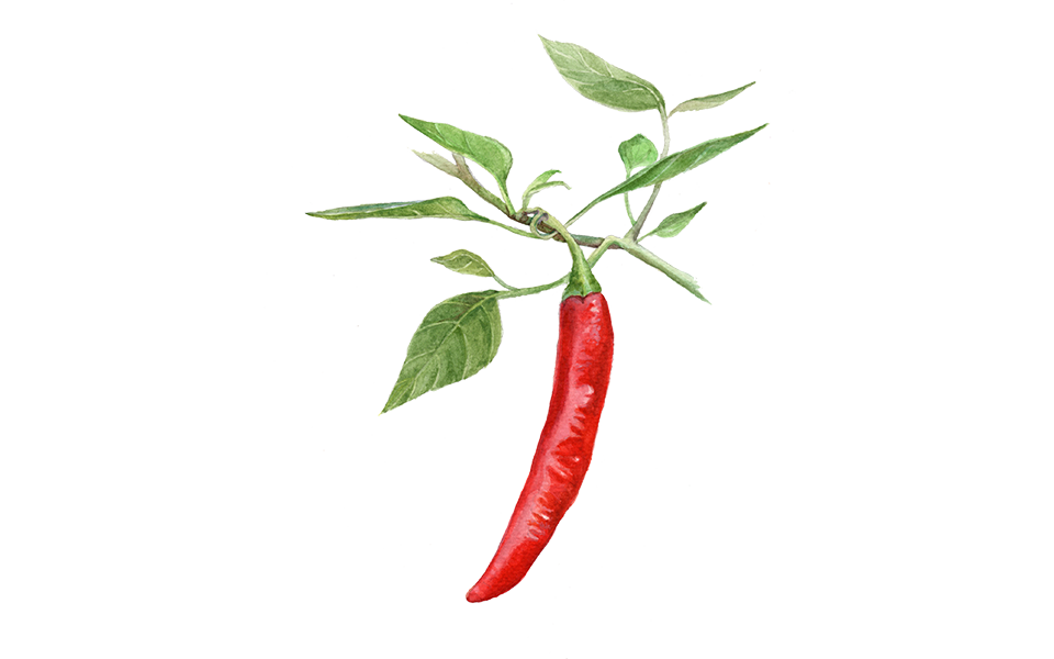 Illustration Chilli "De Cayenne"