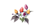 Illustration Chilli "Lila Luzi"
