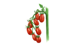 Illustration Cocktailtomate "Celsior"