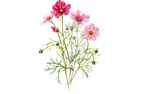 Illustration Schmuckkörbchen "Cosmea"