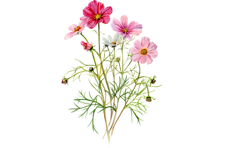 Illustration Schmuckkörbchen "Cosmea"